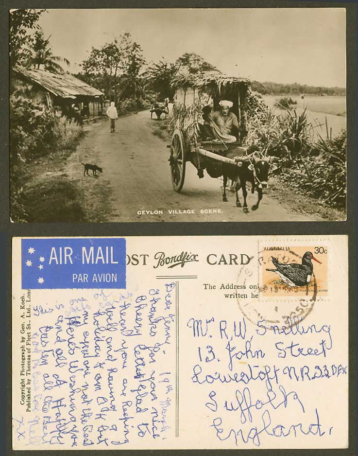 Ceylon Old Real Photo Postcard Village Scene Native House Street Cattle Cart Dog