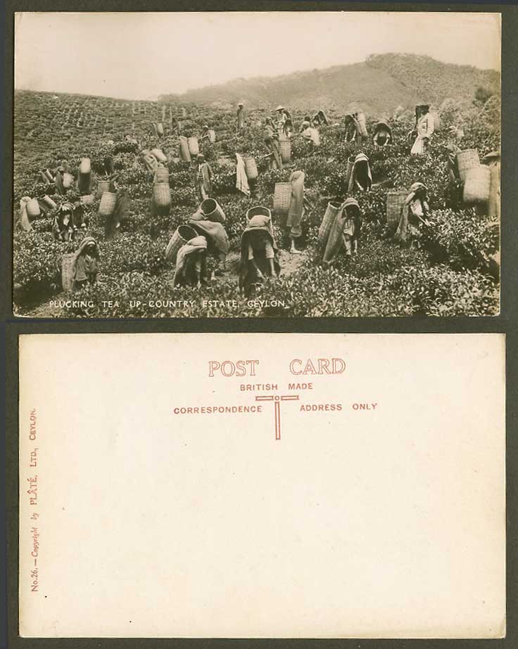 Ceylon Old Real Photo Postcard Plucking Tea Up-Country Estate Women Pluckers 26.