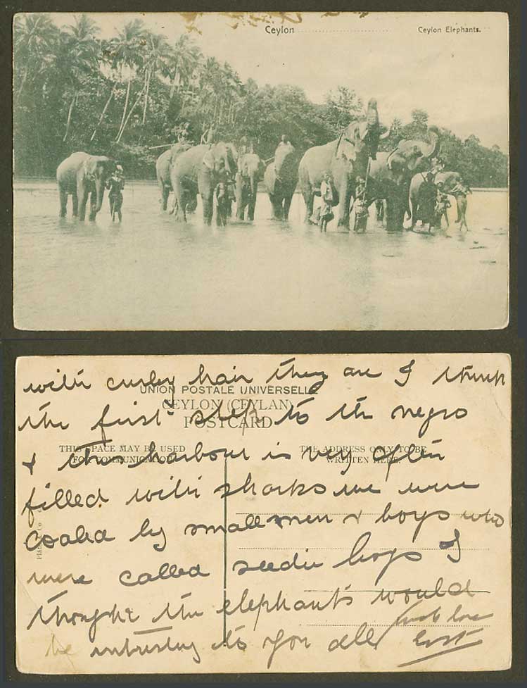 Ceylon Elephants Old Postcard Native Elephant Riders in Water Palm Trees Plate 6