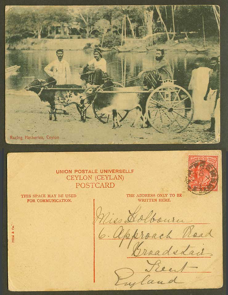 Ceylon KE7 1d 1905 Old Postcard Racing Hackeries Cattle Carts and Native Drivers