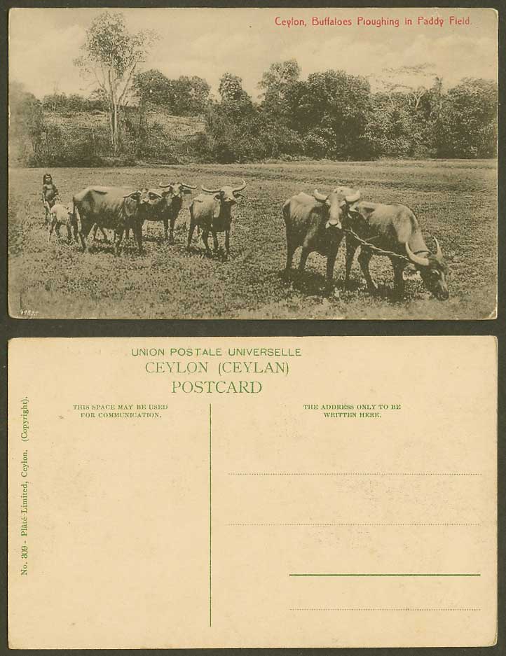 Ceylon Old Postcard Buffalo Buffaloes Ploughing in Paddy Fields Native Girl Calf