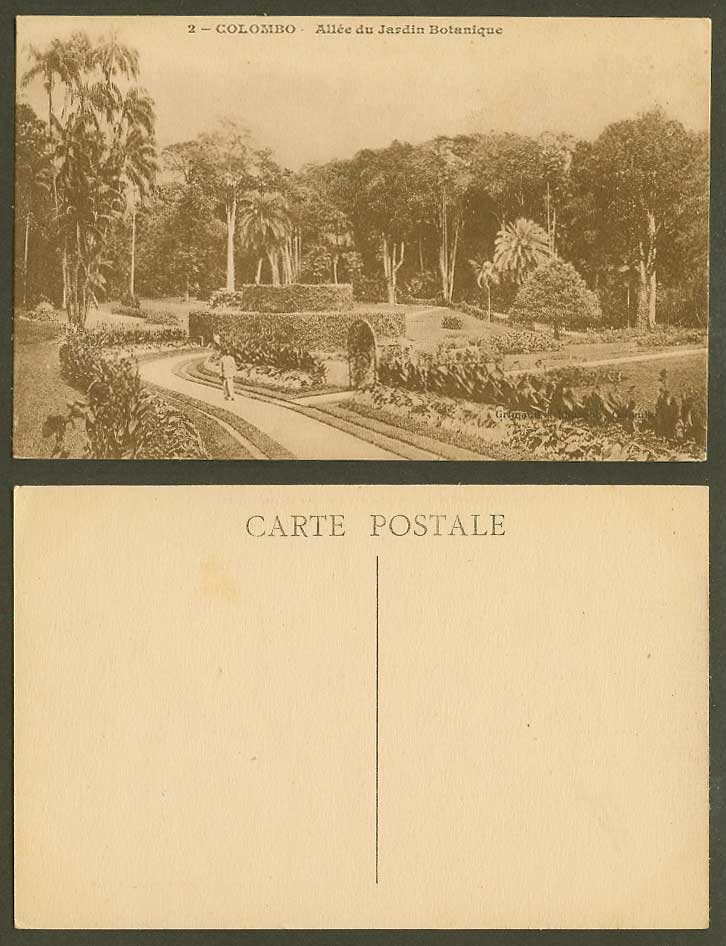 Ceylon Old Postcard Peradeniya Botanical Gardens Botanic Garden Man Palm Trees 2