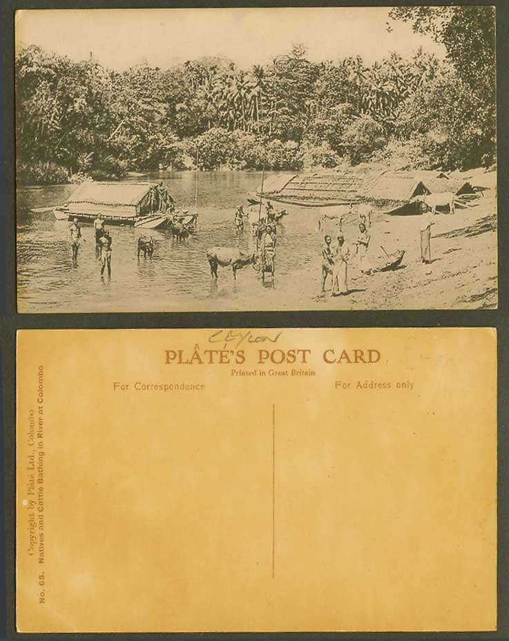 Ceylon Old Postcard Natives Cattle Bathing in River Scene Colombo Houseboats 65.