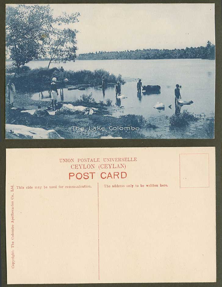 Ceylon  Old Postcard Dobies Dhobis Native Washermen at Work Colombo Lake, Cattle