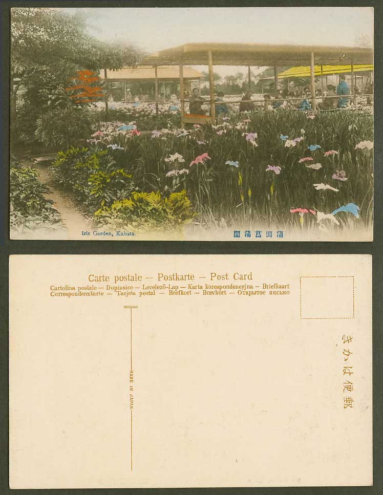 Japan Old Hand Tinted Postcard Iris Garden Kabata Tokyo, Flowers Gardens 東京蒲田菖蒲園