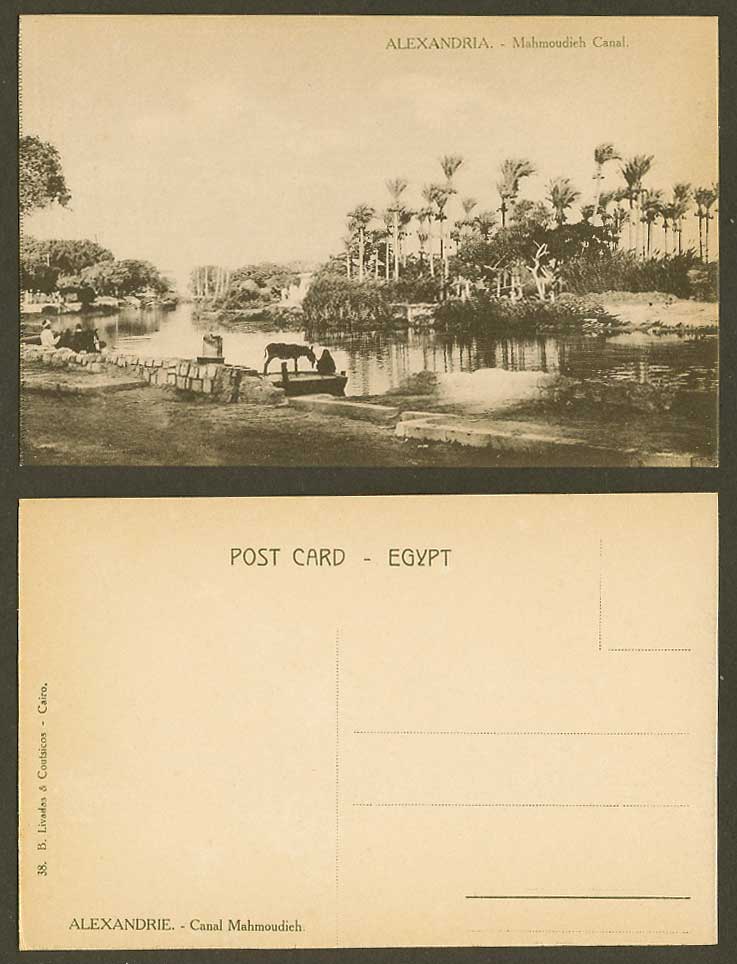 Egypt Old Postcard Alexandria Mahmoudieh Canal Donkey Palm Trees Panorama No. 38