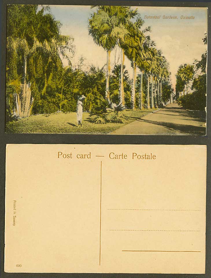 India Old H Tinted Postcard Botanical Gardens Calcutta Botanic Garden Palm Trees
