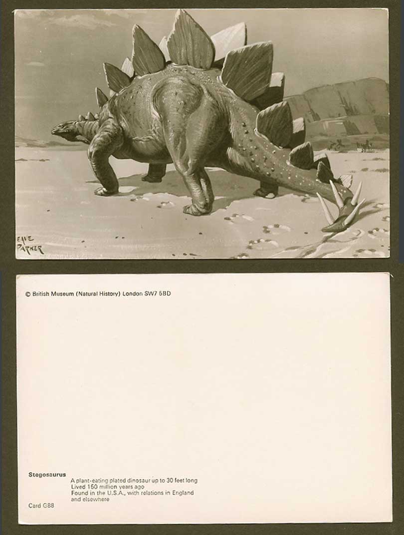 Dinosaur Stegosaurus Plant-Eating Armoured Herbivorous Found in USA ART Postcard