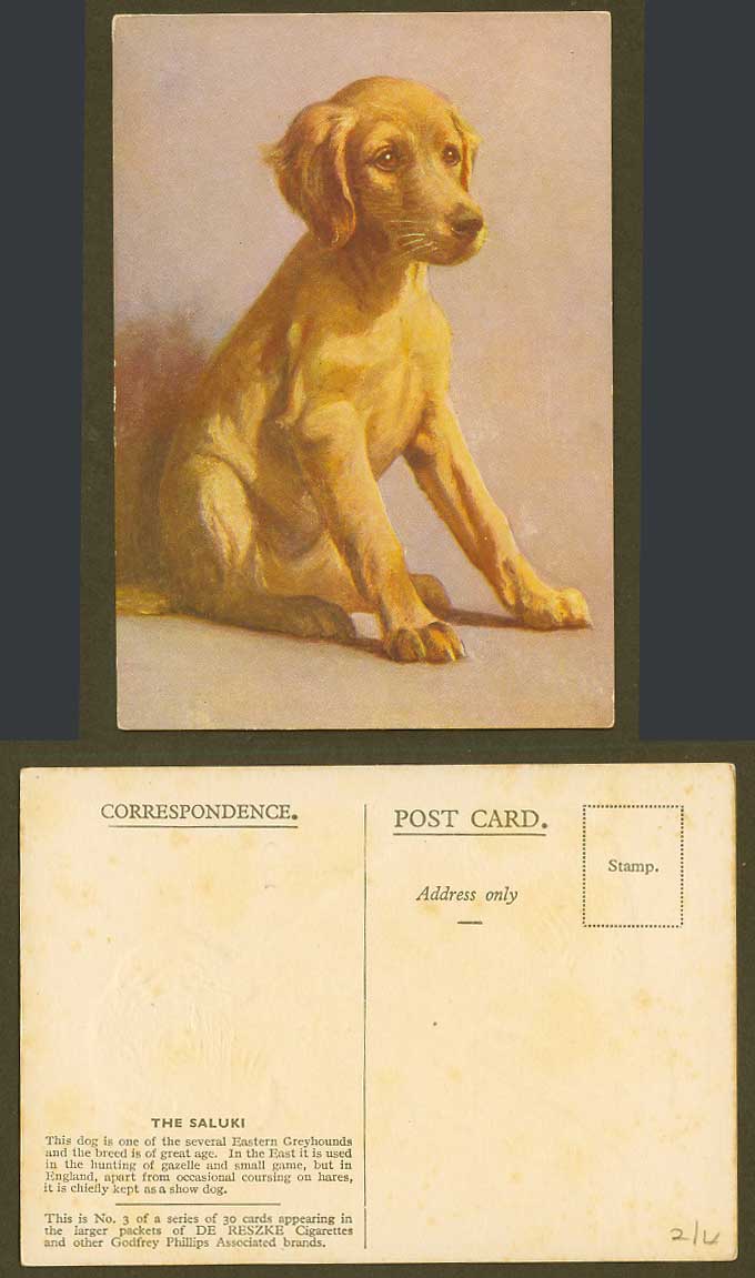 The Saluki Eastern Greyhound Hunting Dog Pet Old Postcard De Reszke Cigarettes 3