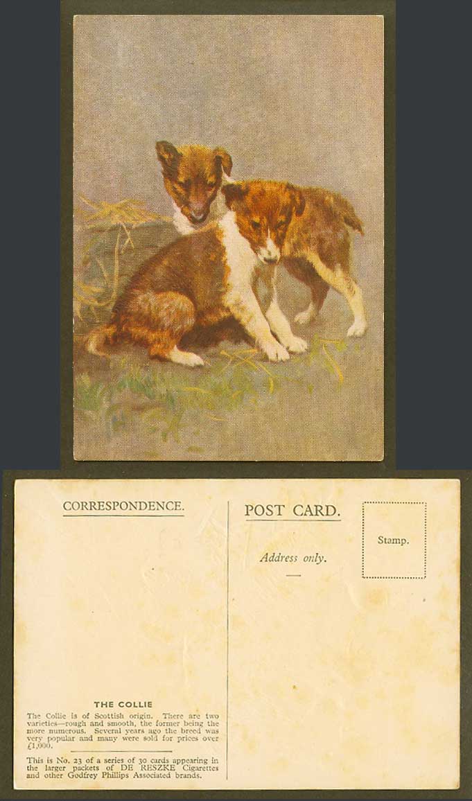 The Collie, Scottish Dog Puppy Dogs Puppies Old Postcard De Reszke Cigarettes 23