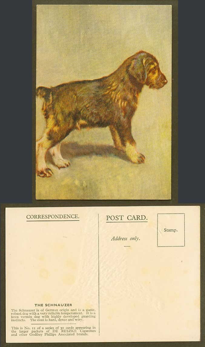 The Schnauzer German Origin Dog Puppy Pet Old Postcard De Reszke Cigarettes 11