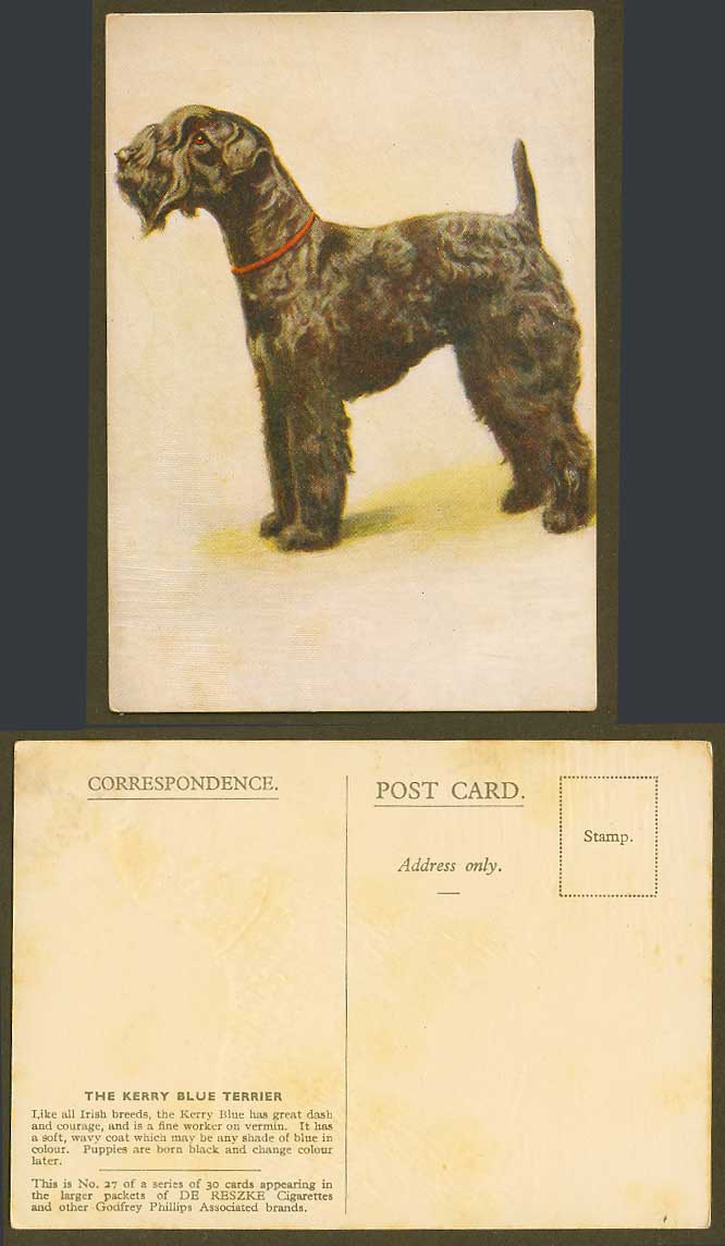The Kerry Blue Terrier Irish Breed Dog Puppy Old Postcard De Reszke Cigarette 27