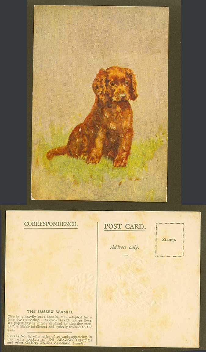 The Sussex Spaniel Dog Puppy, Heavily-Built Old Postcard De Reszke Cigarettes 25