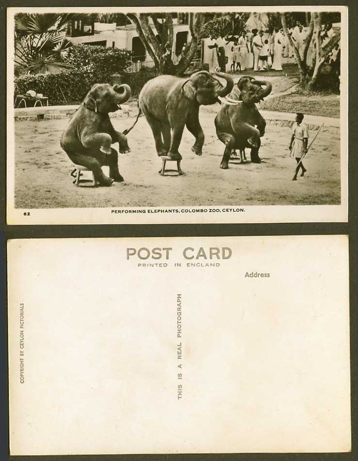 Ceylon Old R. Photo Postcard Performing Elephants Colombo Zoo & Elephant Trainer