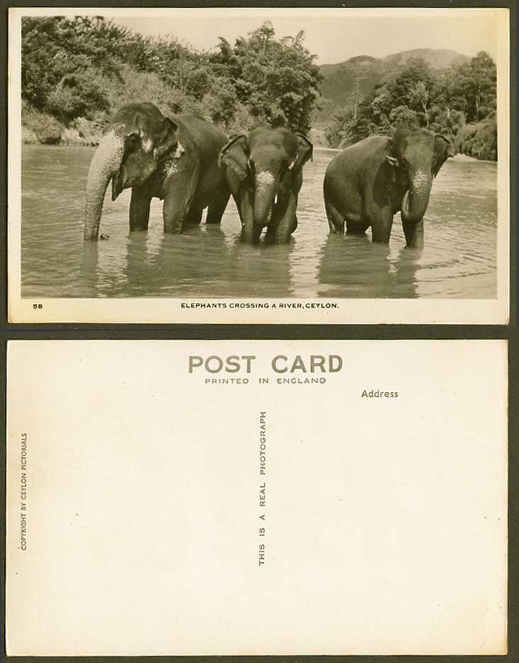 Ceylon Old Real Photo Postcard Elephants Crossing a River Scene Elephant Animals