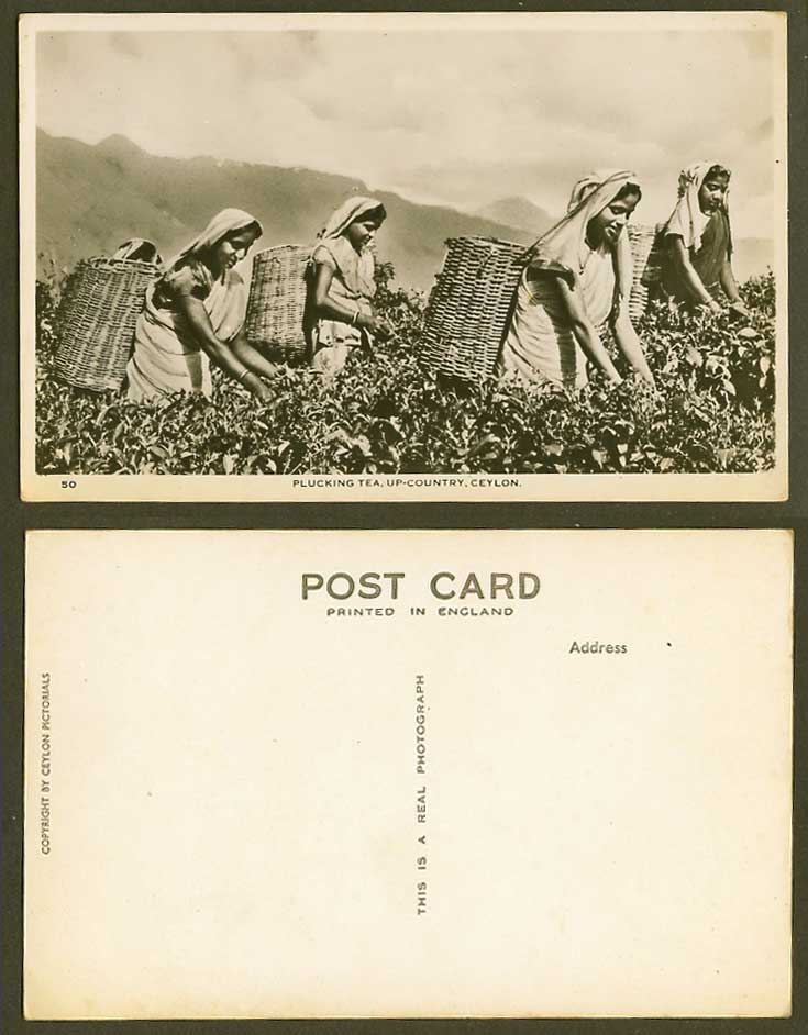 Ceylon Old Real Photo Postcard Native Women  Plucking Tea Up-Country Girls No.50