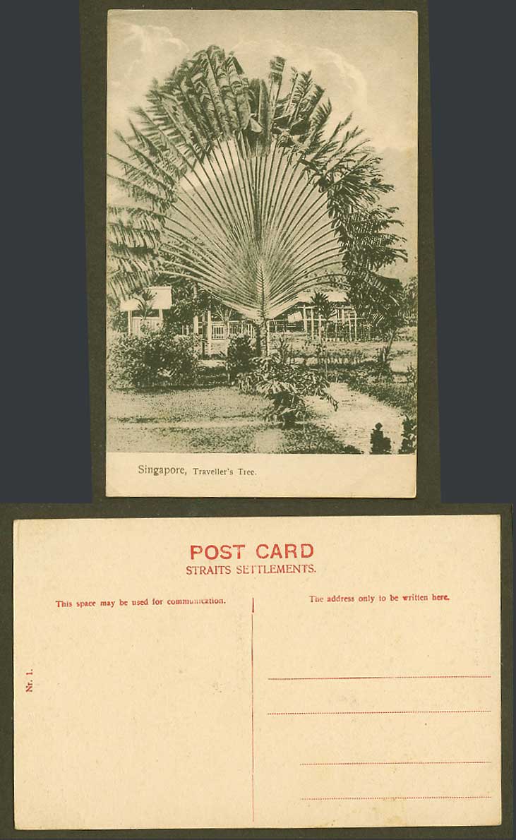 Singapore Old Postcard Travellers Traveller's Tree, Travelling Palm Trees Nr. 1