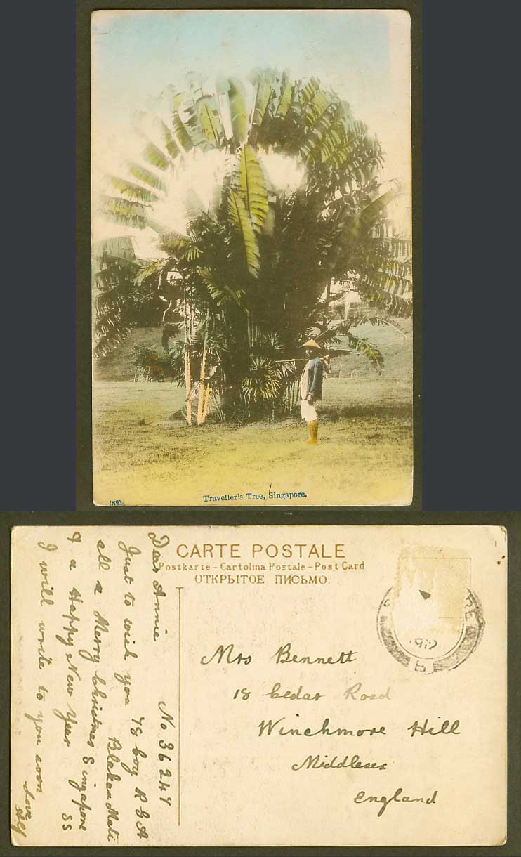 Singapore 1912 ld Hand Tinted Postcard Traveller's Tree Palm Trees, Man, Hoe Hat