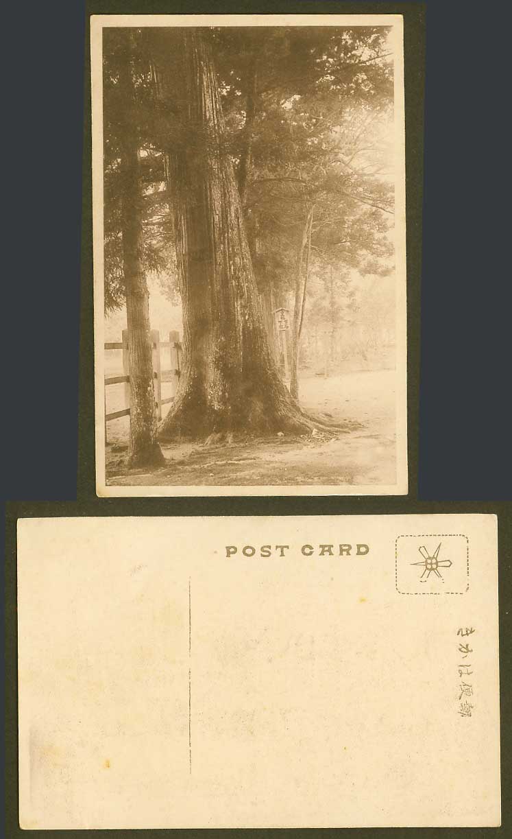 Japan Japanese Old Postcard Giant Pine Tree Pines Trees Temple Shrine 皇族 下馬 下乘