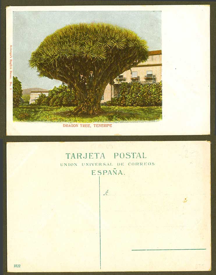Spain Old Colour Postcard Tenerife, Dragon Tree, Nobrega's English Bazar No. 3
