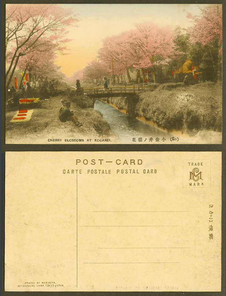 Japan Old Hand Tinted Postcard Cherry Blossoms Koganei, Bridge Over River 小金井 櫻花