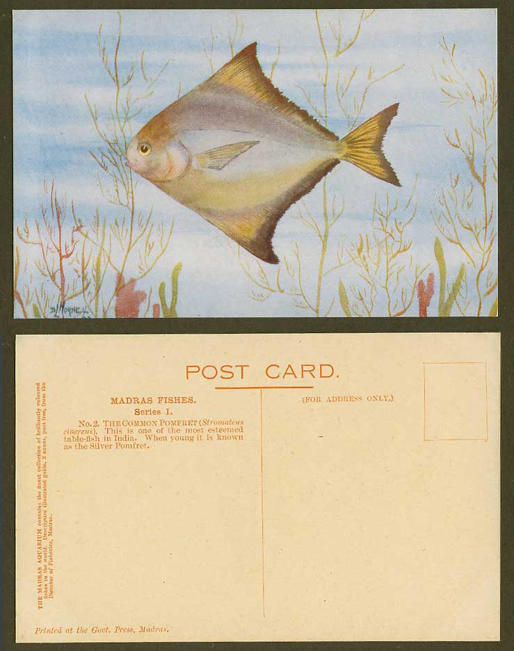 D.L. Hopnel Artist Signed, Silver Common Pomfret Fish Madras Fishes Old Postcard