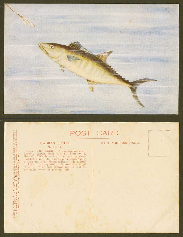 The Seer, Delicate Food Fish India Madras Fishes Dorothy L. Hornell Old Postcard