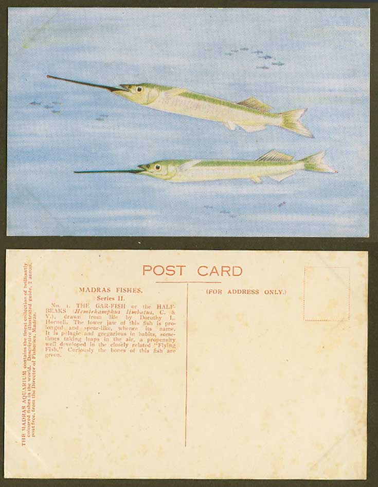 GAR FISH Madras Fishes Half-Beaks India Dorothy Hornell Flying Fish Old Postcard