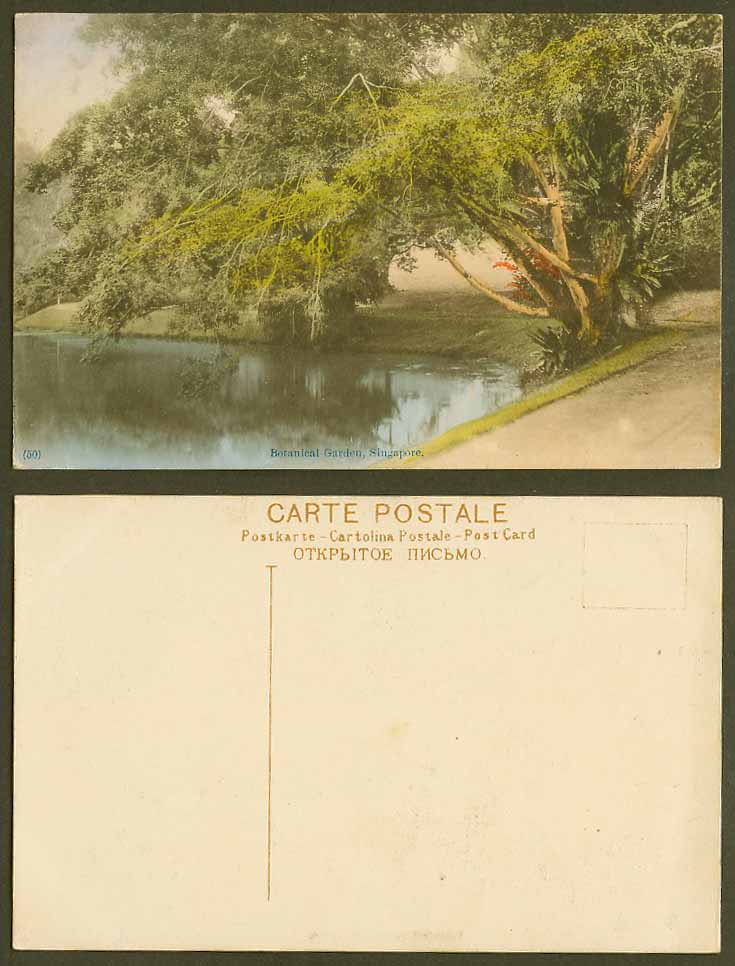 Singapore Old Hand Tinted Postcard BOTANICAL GARDEN Botanic Gardens Lake Tree 50
