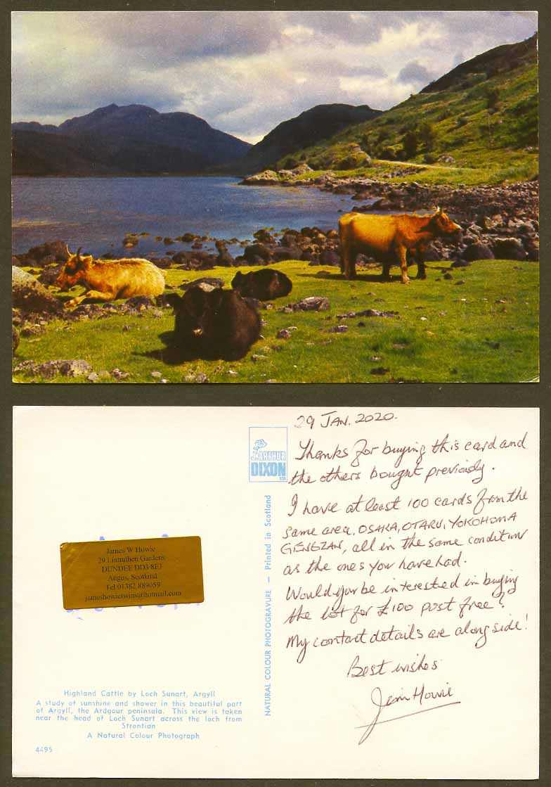 Argyll, Highland Cattle by Head of Loch Sunart Ardgour Peninsula Larger Postcard