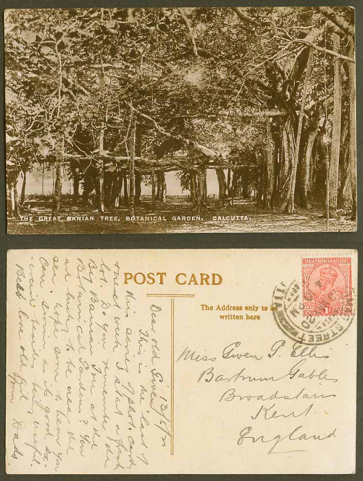 India KG5 1a 1920 Old Photo Postcard Calcutta Great Banian Tree Botanical Garden