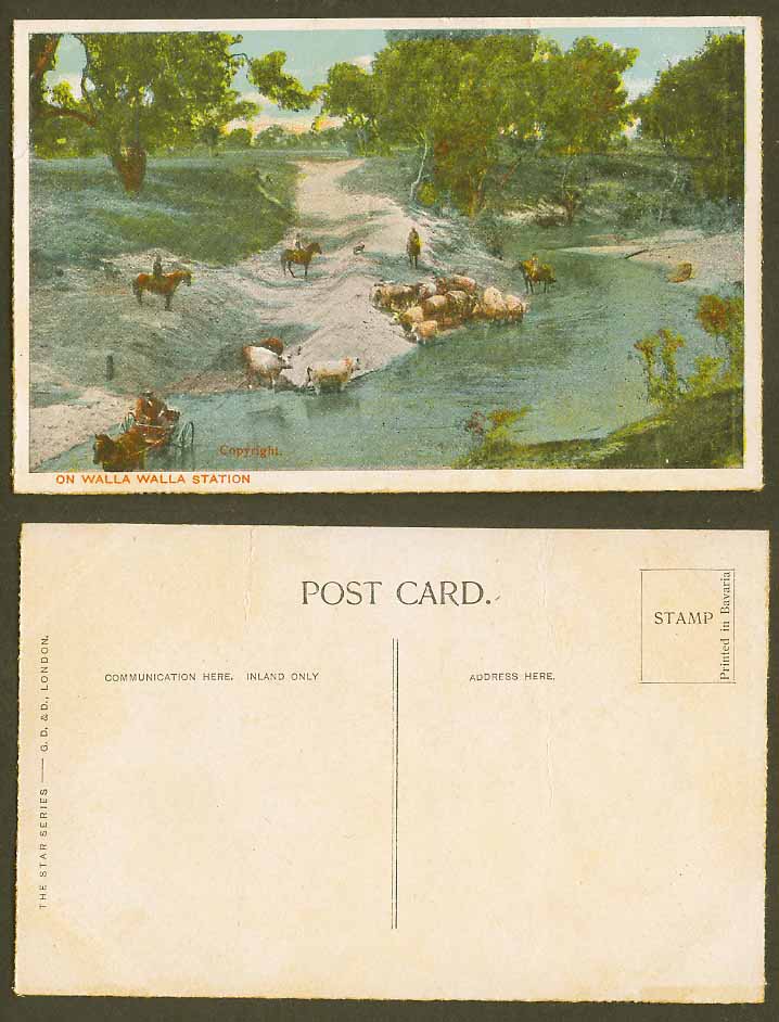 Australia Old Colour Postcard On Walla Walla Station, Horses SHEEP Cattle River