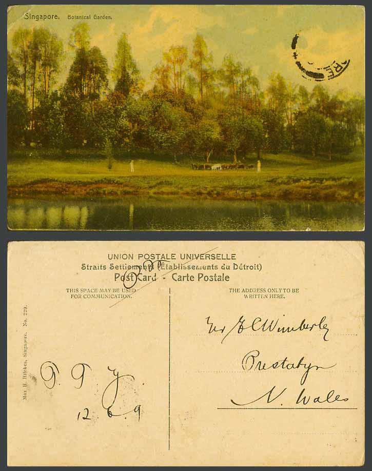 Singapore 1909 Old Postcard Cattle Cow by Lake, Botanical Garden Botanic Gardens