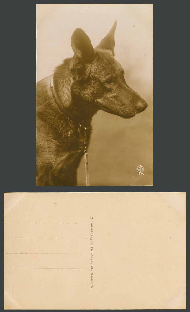 Belgian Shepherd Dog, France French Old Real Photo Postcard A. Noyer Paris 2175