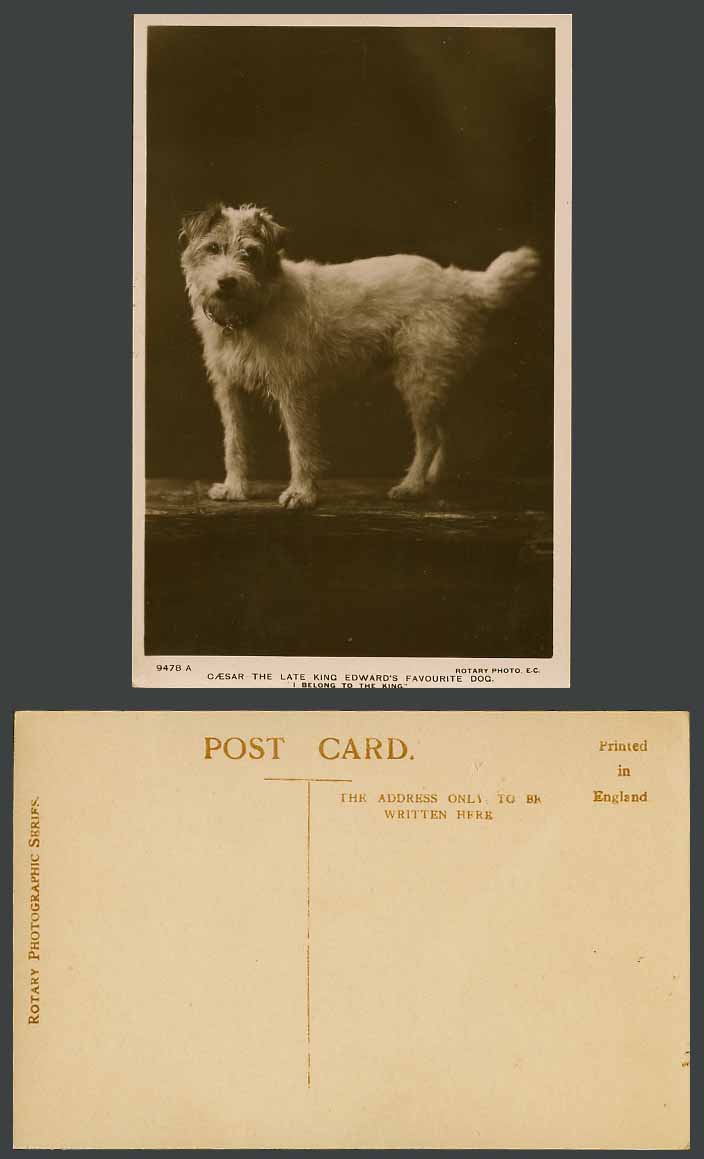 CAESAR Wire Fox Terrier Late King Edward's Favourite Dog Old Real Photo Postcard