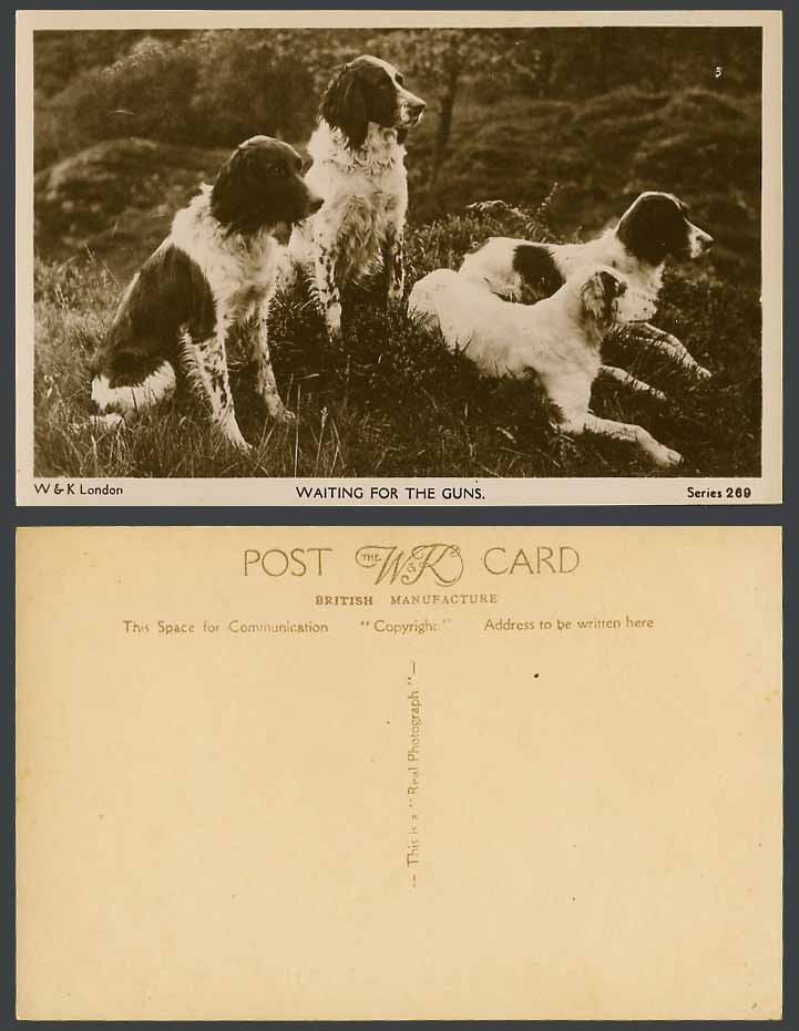 Setter, Hunting Dogs Waiting for Guns Old Real Photo Postcard Dog Puppy Puppies