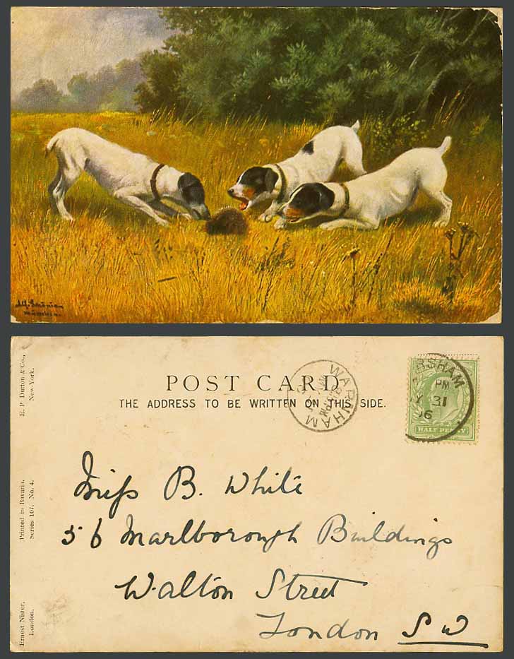 Hunting Dogs barking at Hedgehog, Artist Signed 1906 Old UB ART Postcard Animals