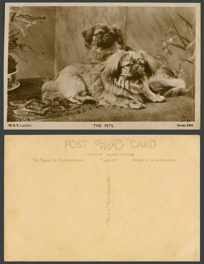 Pekingese Dogs Puppies Pets Animals Old Real Photo Postcard Dog Puppy, W.&K. 269