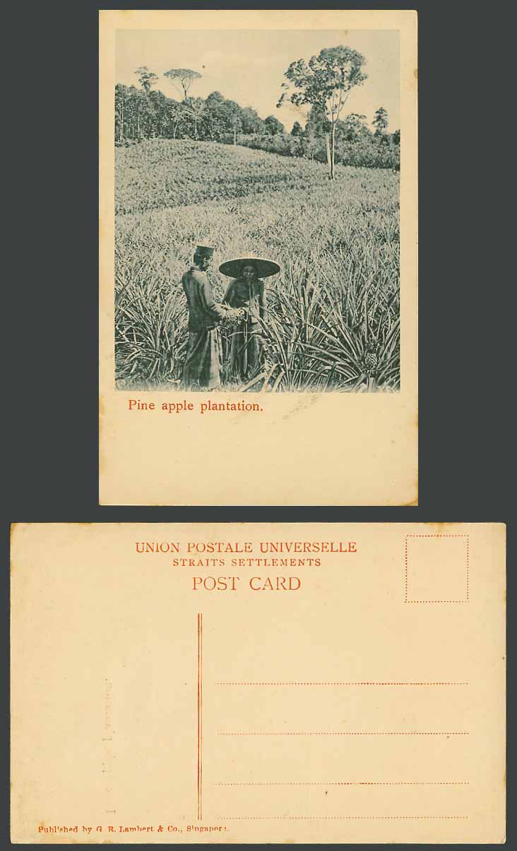 Singapore Old Postcard Pineapple Pine Apple Plantation Native Malay Farmers Hats