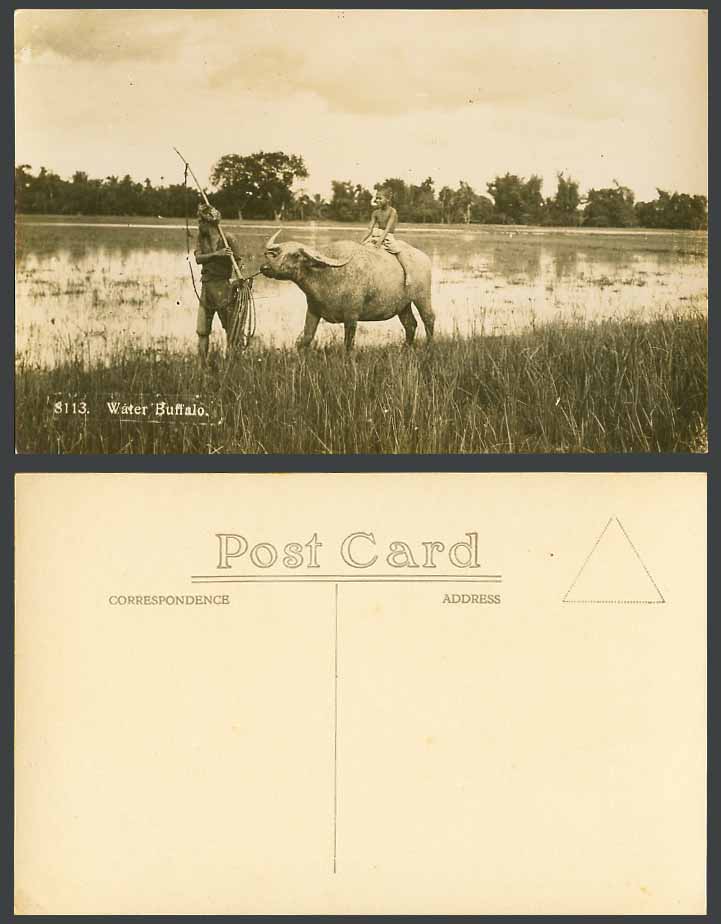 Malay Boy Riding Water Buffalo, Farmer Paddy Fields Old Real Photo Postcard 8113