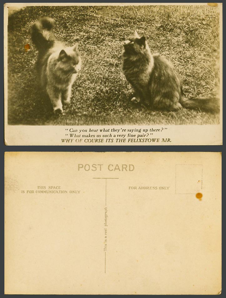 Cat Kitten It's The Felixstowe Air Makes Fine Pair Old Real Photo Photo Postcard