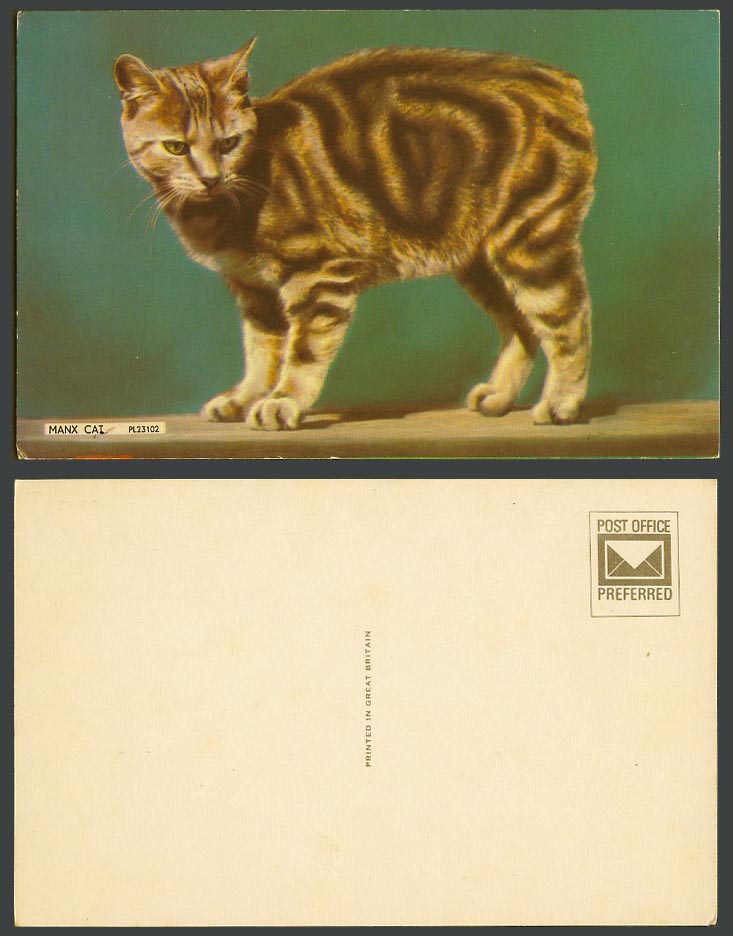 Isle of Man A MANX CAT Kitten Pet Animal I.O.M. Old Colour Postcard PL 23102