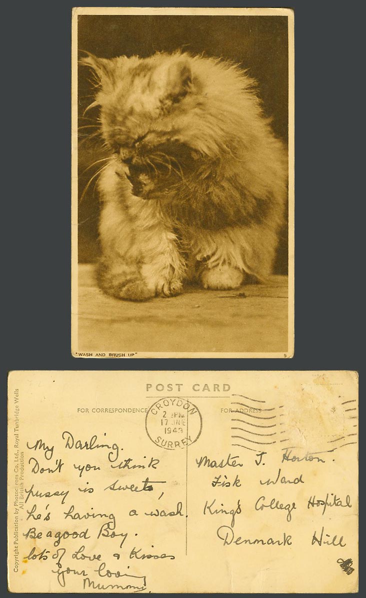Persian Cat Kitten Wash & Brush Up Pets Pet Animals 1943 Old Postcard Photochrom