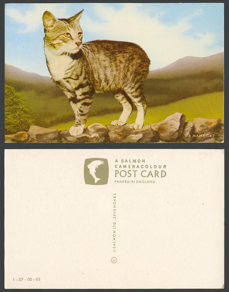 Isle of Man A MANX CAT Kitten on Rocks, Pet Animal Old Colour Postcard J. Salmon