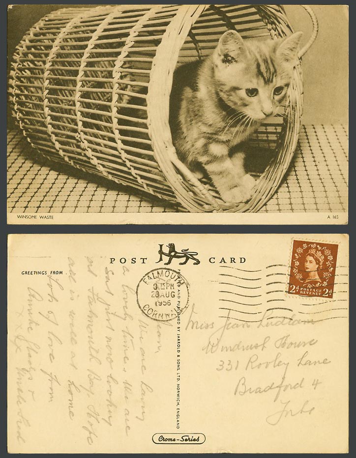 Cat Kitten Winsome Waste Pet Animal QEII 2d stamp 1956 Old Postcard Jarrold Sons