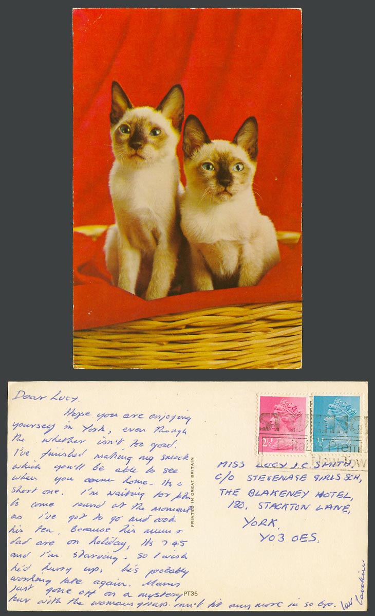 2 Siamese Cats Kittens QEII c.1968 Postcard Stevenage Britain's Premier New Town