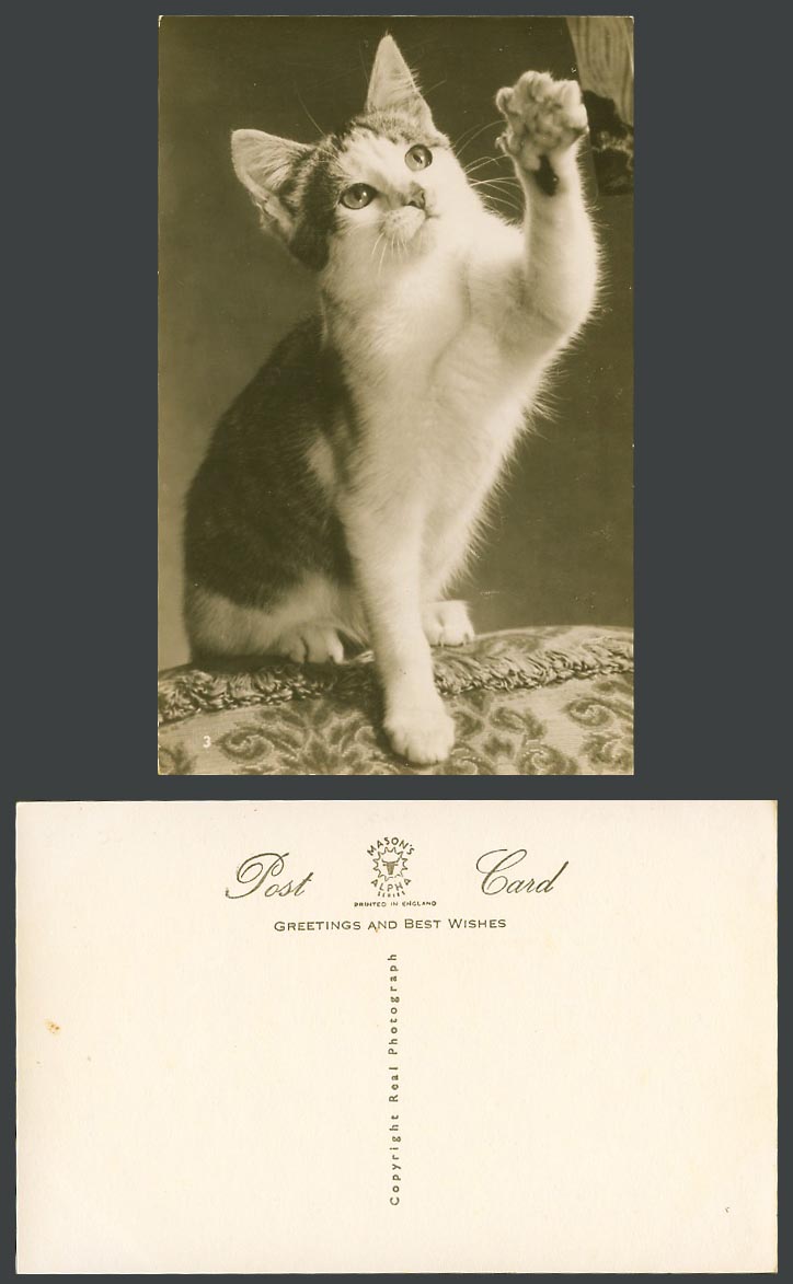 A Beautiful Cat Kitten Pet Animal Old Real Photo Postcard Mason's Alpha Series 3