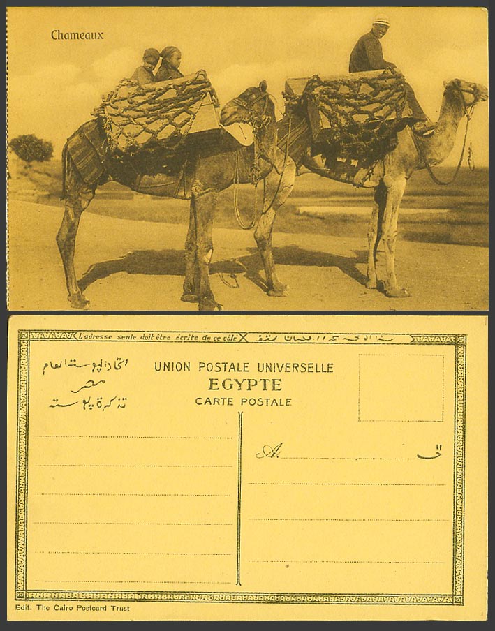 Egypt Old Postcard Chameaux, Men Boy Girl Children on Camels Camel Rider Animals