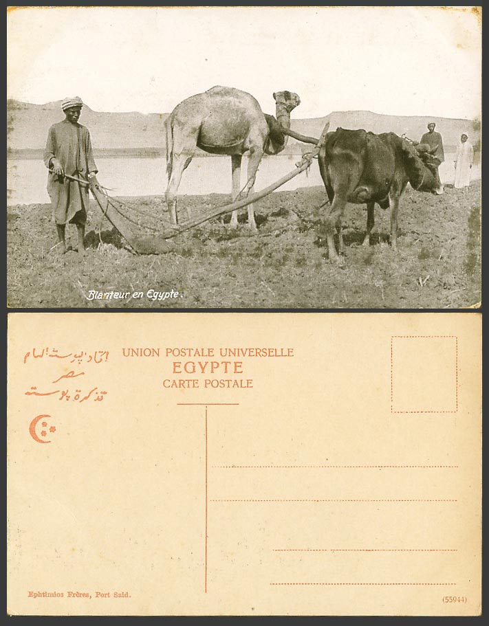 Egypt Old Postcard Blanteur en Egypte Native Farmer and Camel Cattle Ploughing