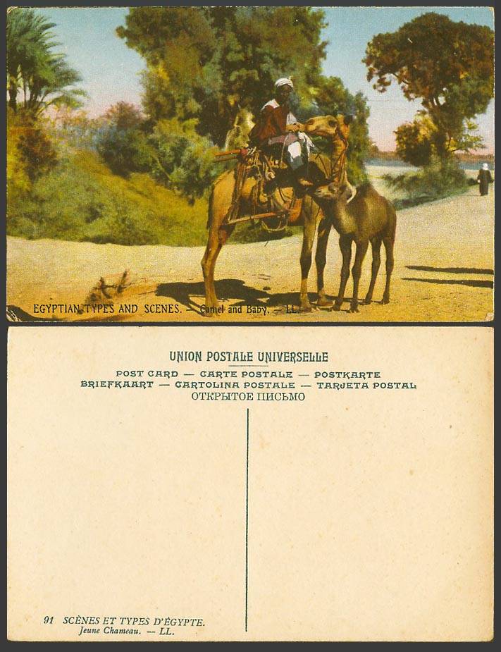 Egypt Old Colour Postcard Camel & Baby Jeune Chameau Native Rider Street L.L. 91